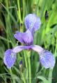 Blue Flag Iris 3 - Iris versicolor